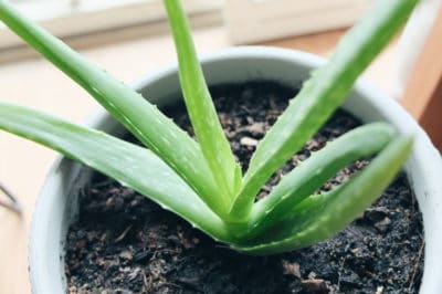 aloe vera growing indoors plant grow