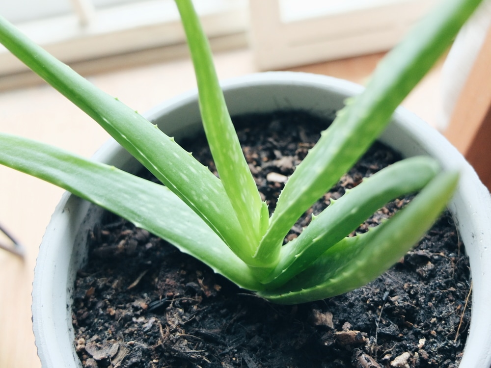 Growing Aloe Vera Indoors Top Tips For Success