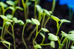 growing-arugula-from-seed