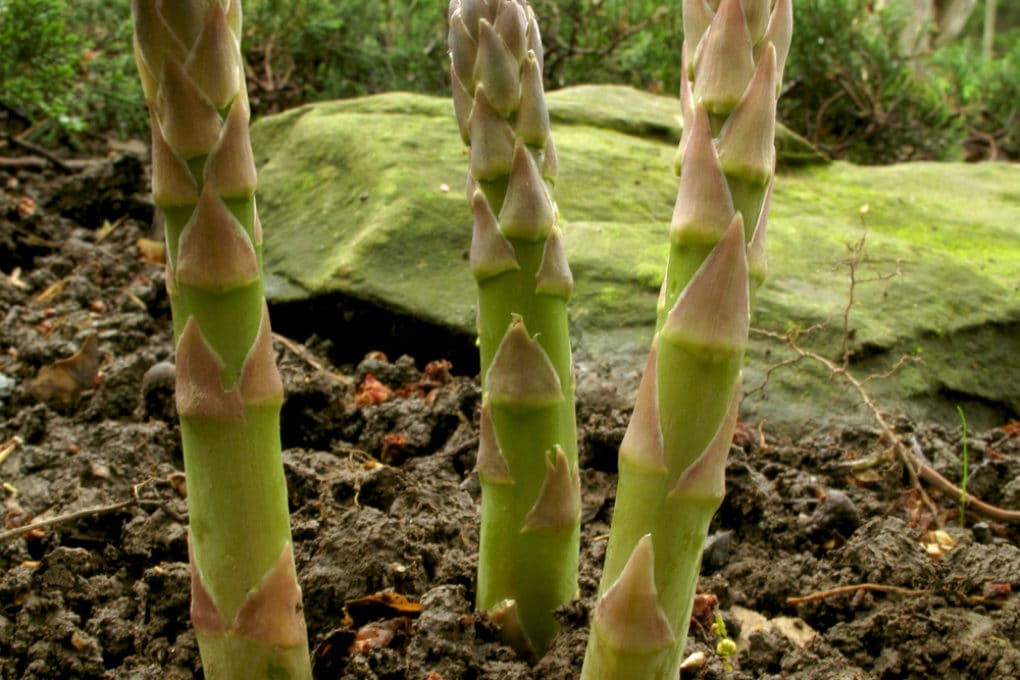 Growing Asparagus in Containers » Tricky but Possible