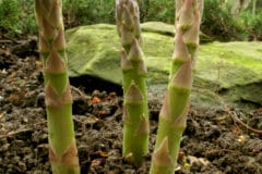 growing-asparagus