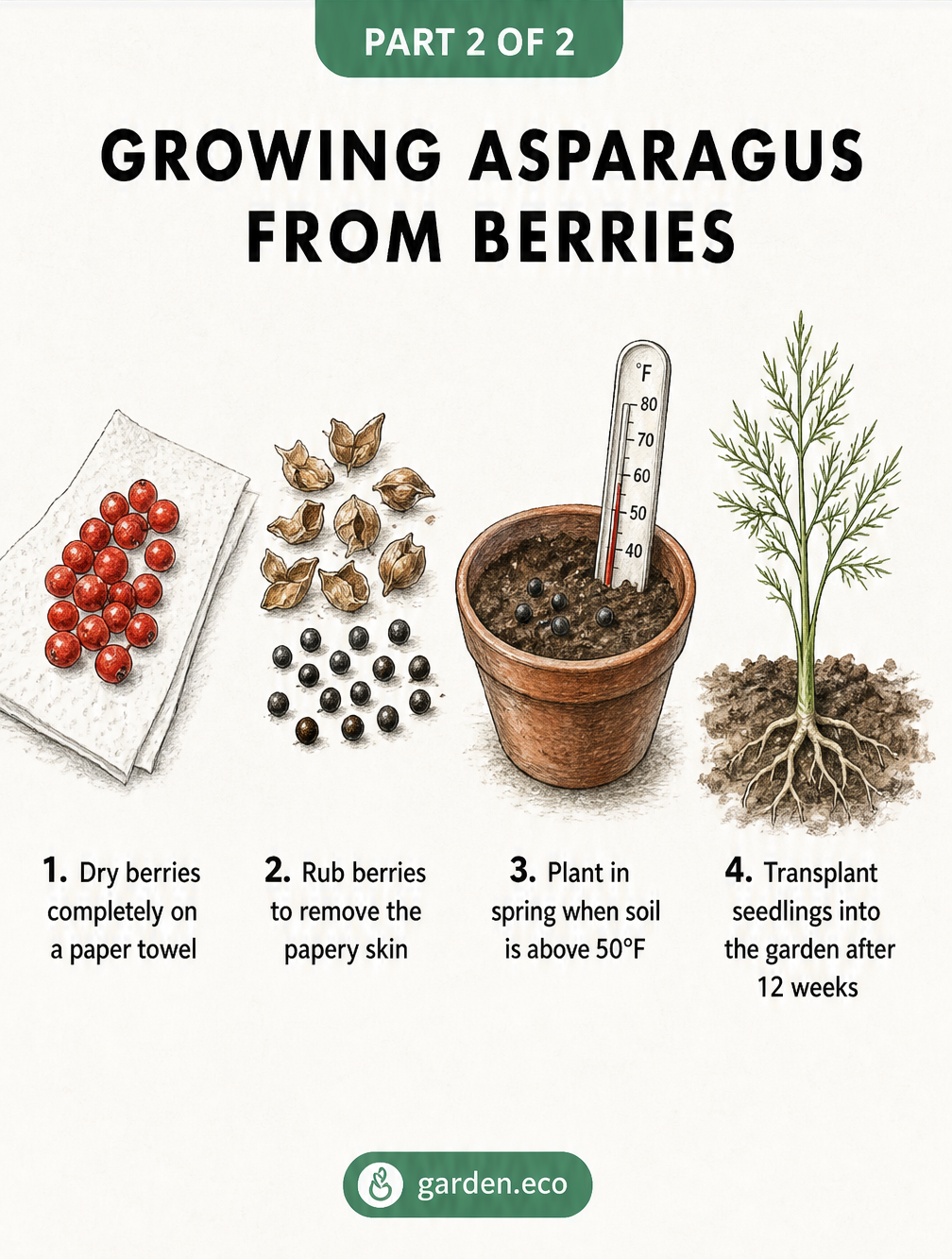 Four-step botanical sketch showing how to dry asparagus berries, extract seeds, plant them, and transplant seedlings.