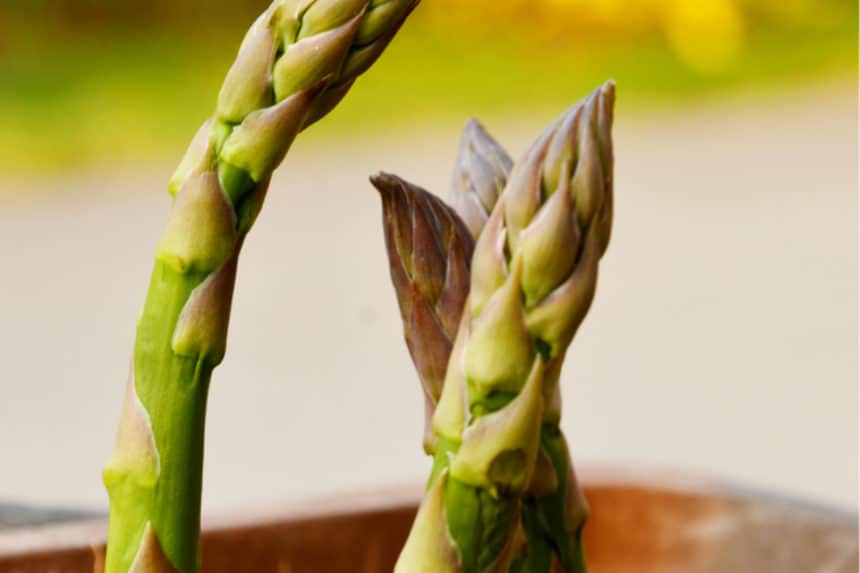 Growing Asparagus in Containers » Tricky but Possible