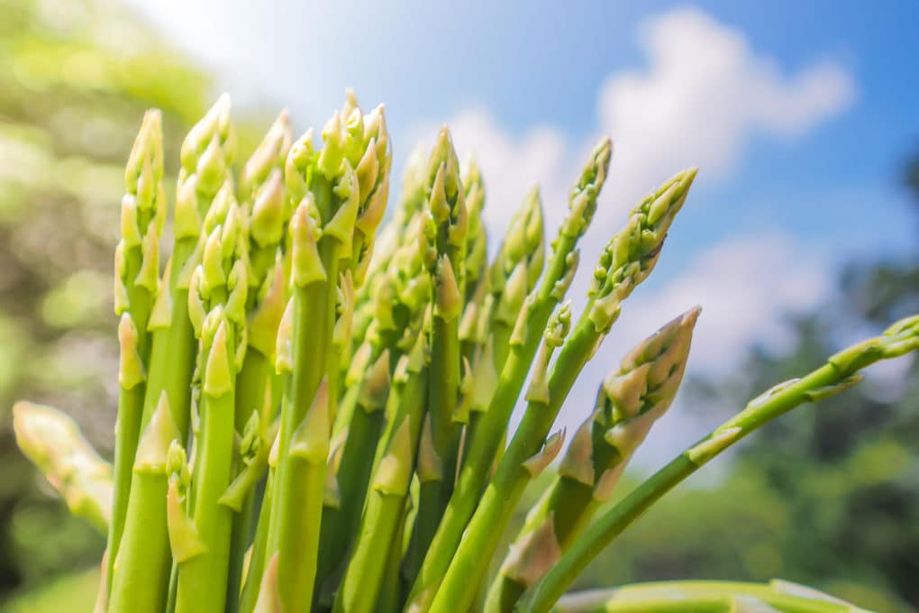 Growing Asparagus in Texas » Top Tips for Success