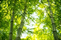 growing-bamboo