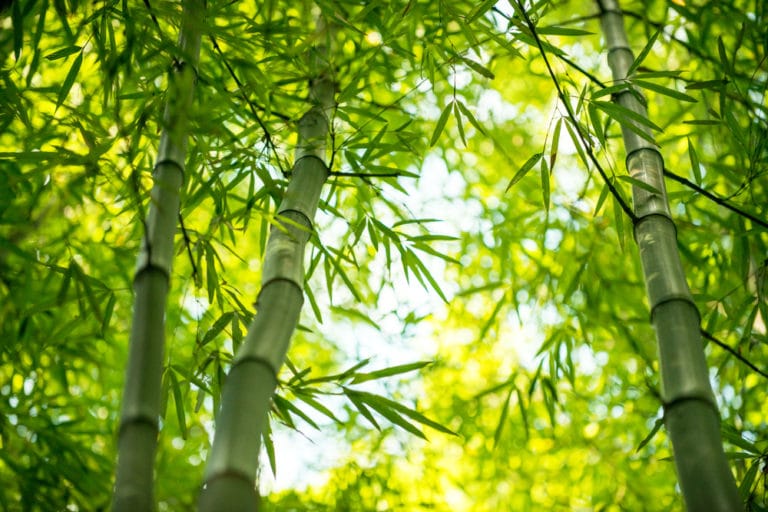 How Tall Can Bamboo Grow? » Depends on Type