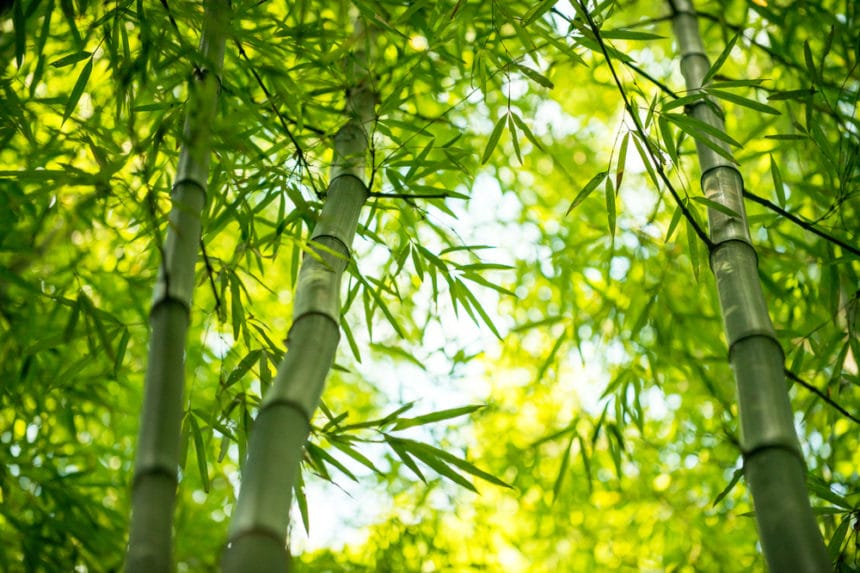 How Tall Can Bamboo Grow? » Depends on Type