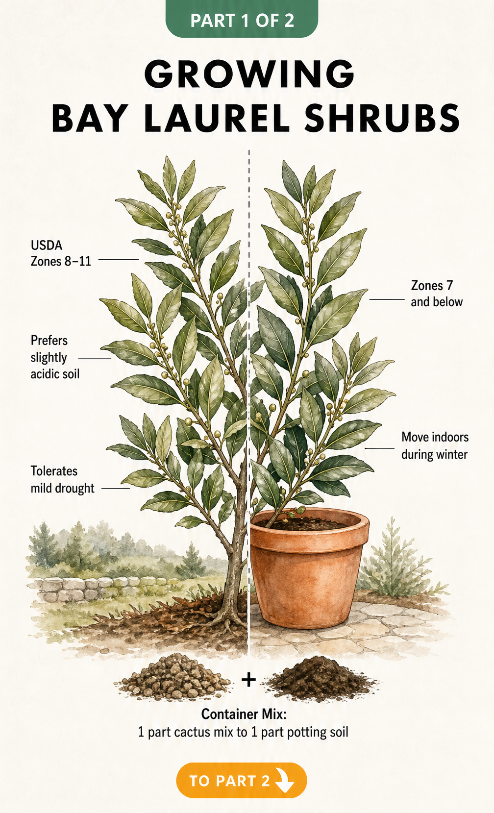 Botanical illustration of a bay laurel shrub showing outdoor growing conditions and container care instructions.