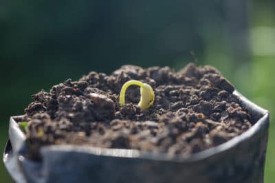 bag beans growing grow eco garden