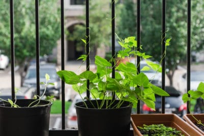 growing-beans-containers