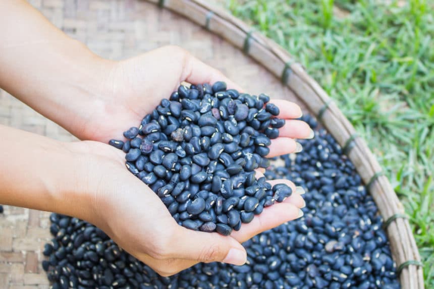 Bush Bean Spacing & Giving the Room They Need