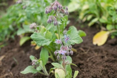 growing-borage