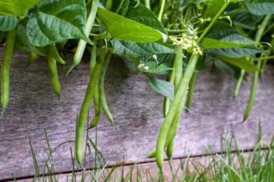 growing-bush-green-beans