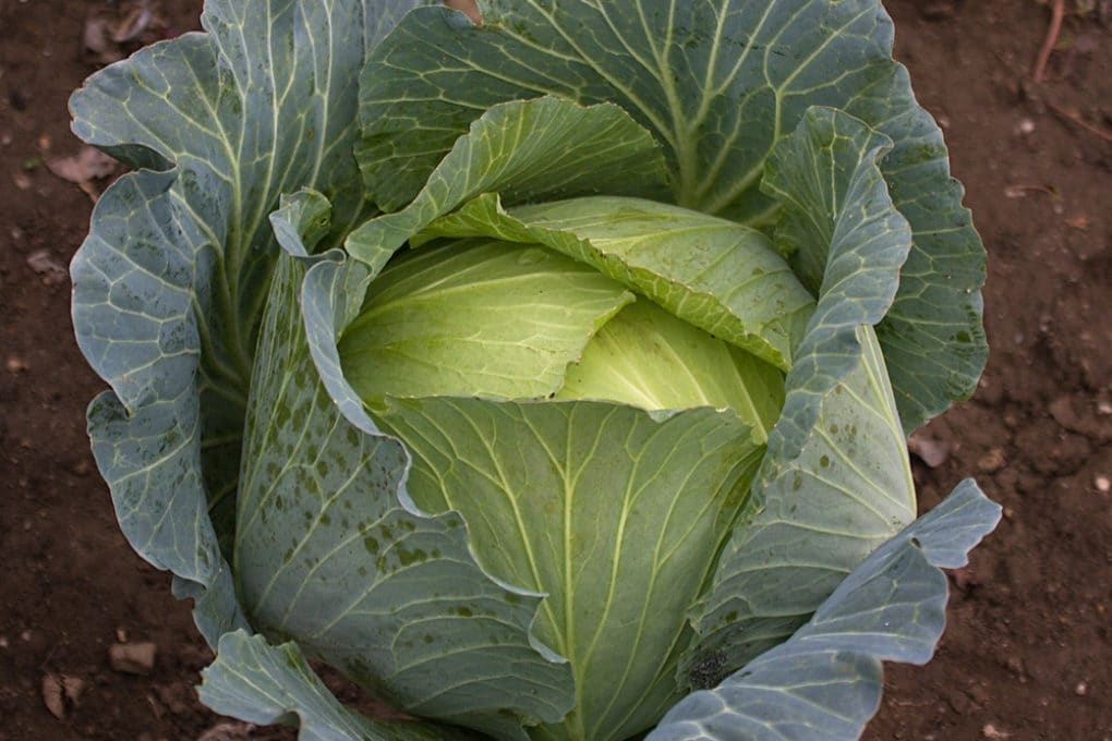 Cabbage spacing give them space to breathe