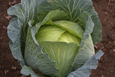 growing-cabbage