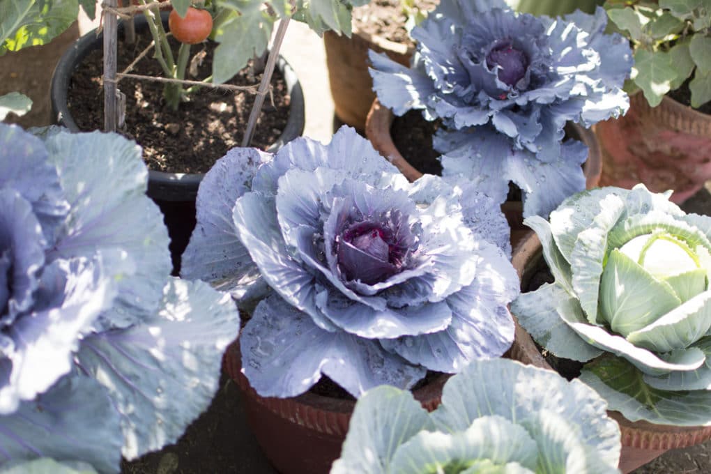 Growing Cabbage » Top Tips to Grow Like a Champ