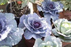 growing-cabbage-in-containers