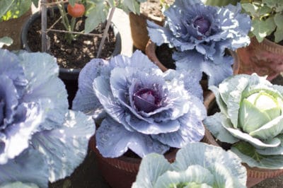 growing-cabbage-in-containers