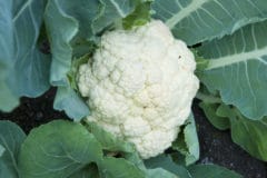 growing-cauliflower