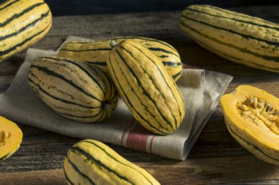 growing-delicata-squash