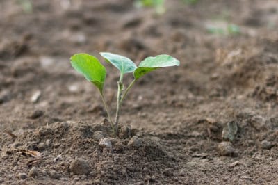 growing-eggplant-from-seed