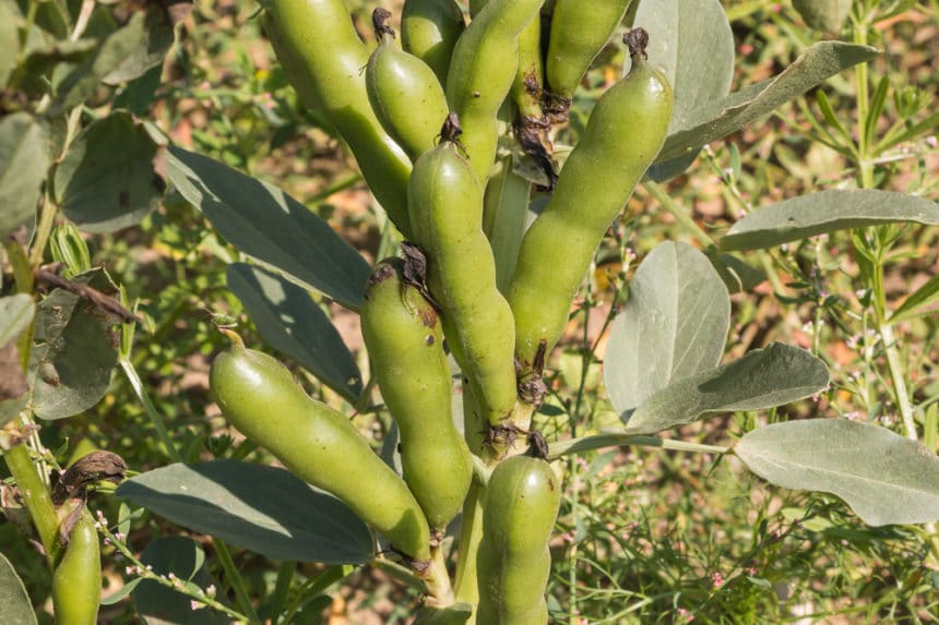 When to Plant Beans » Top Tips on Proper Timing
