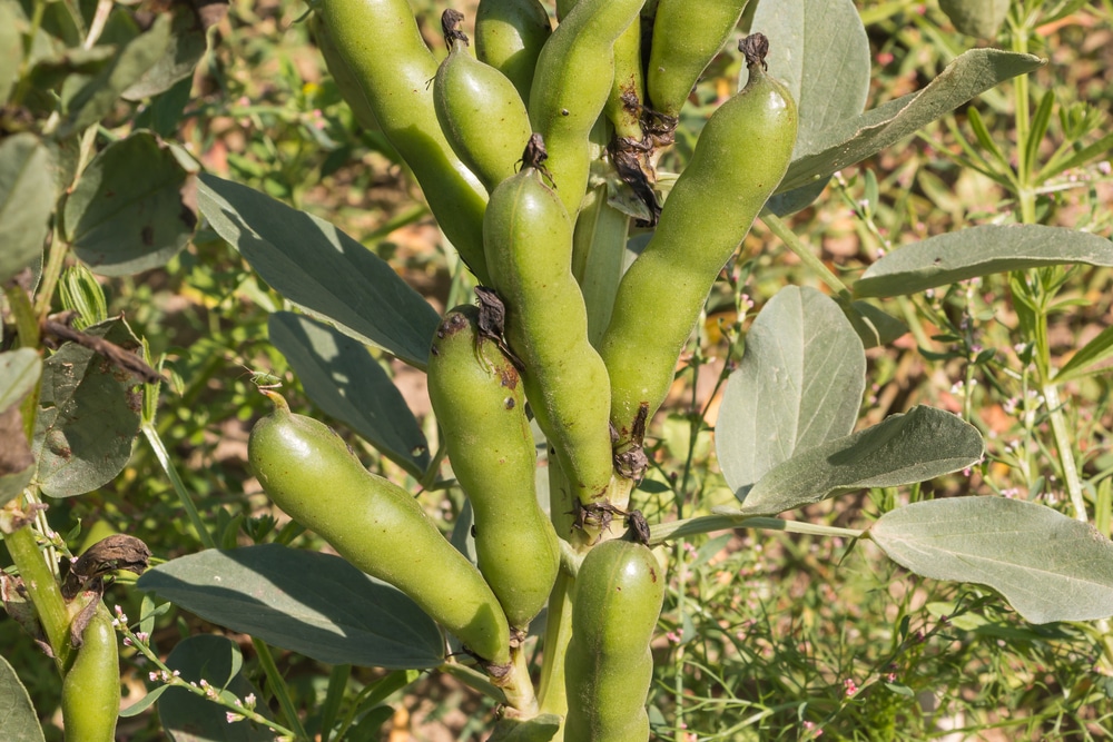 Growing Fava Beans Like a Champion Farmer