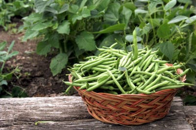 growing-green-beans