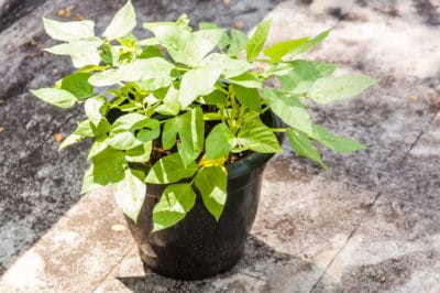 growing-green-beans-pot