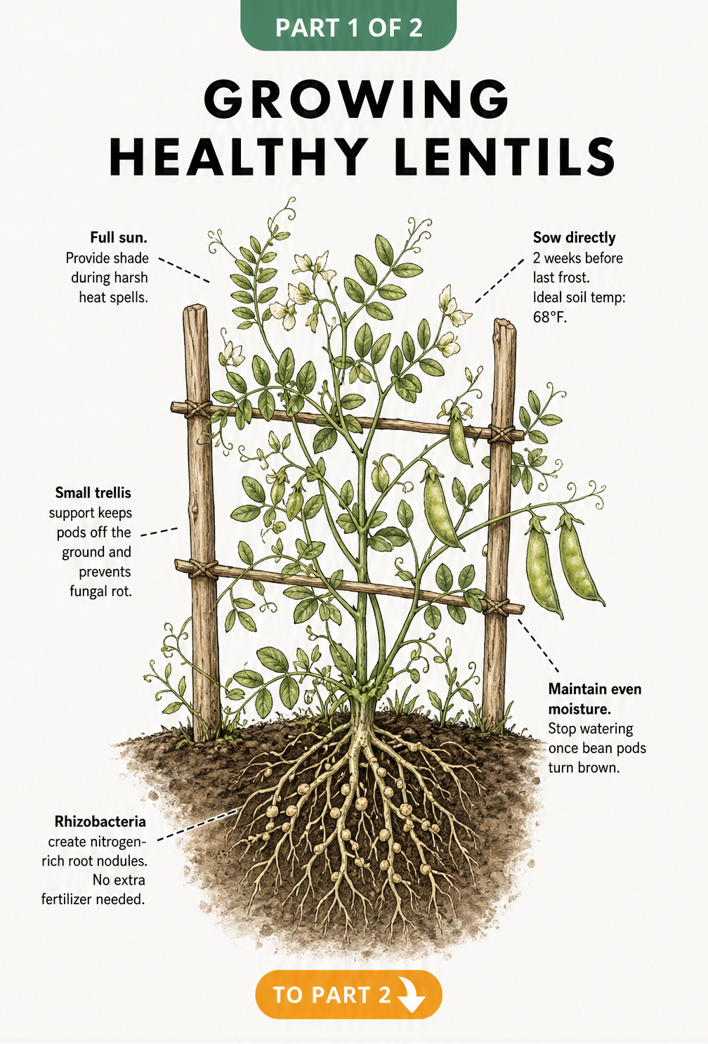 Botanical illustration of a lentil plant growing on a small wooden trellis with nitrogen-rich root nodules visible underground.