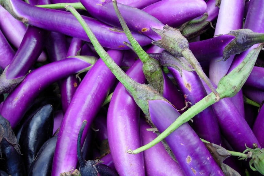 Eggplant is a versatile fruit often used in italian dishes such as ratatoui...