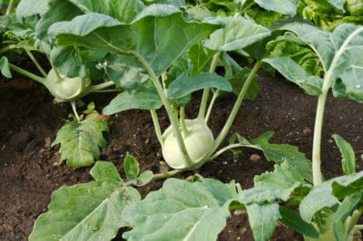 growing-kohlrabi