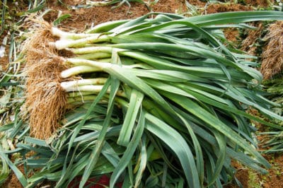 growing-leeks