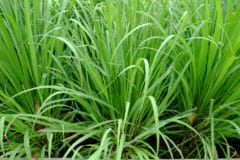 growing-lemon-grass