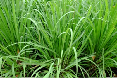 growing-lemon-grass