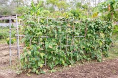 growing-lentils