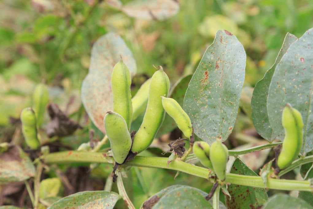 How to Grow Beans in a Bag Garden.eco