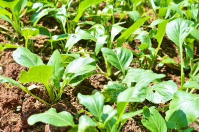 growing-mustard-greens