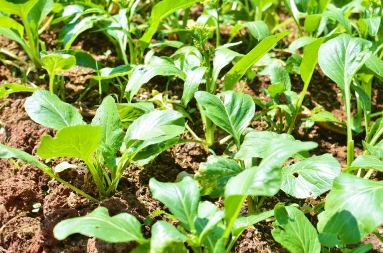 What Does a Mustard Plant Look Like? Garden.eco