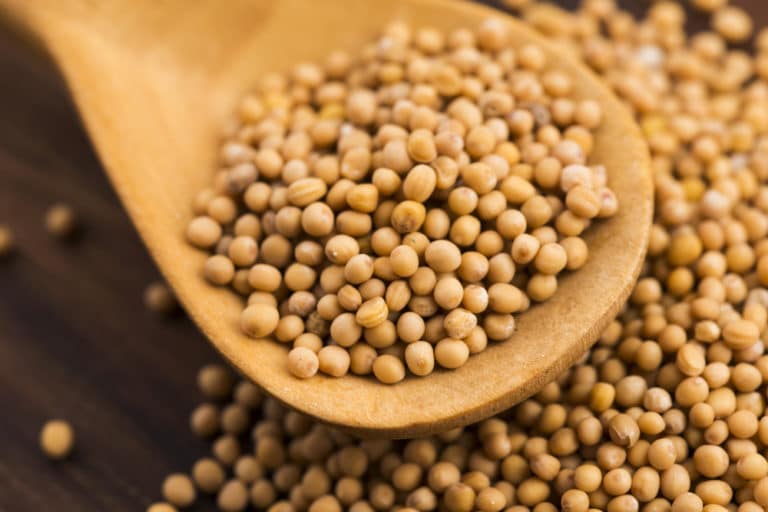 Mustard Tree Size Top Tips On How Big It Grows mustard-tree-size-top-tips-on-how-big-it-grows