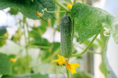 growing-pickling-cucumbers