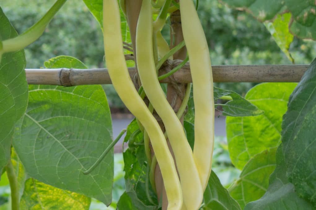 How to Grow Beans in a Bag Garden.eco