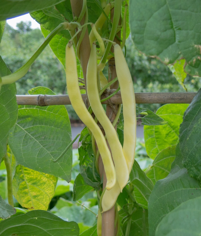 Pole Beans Brown Spots On Leaves