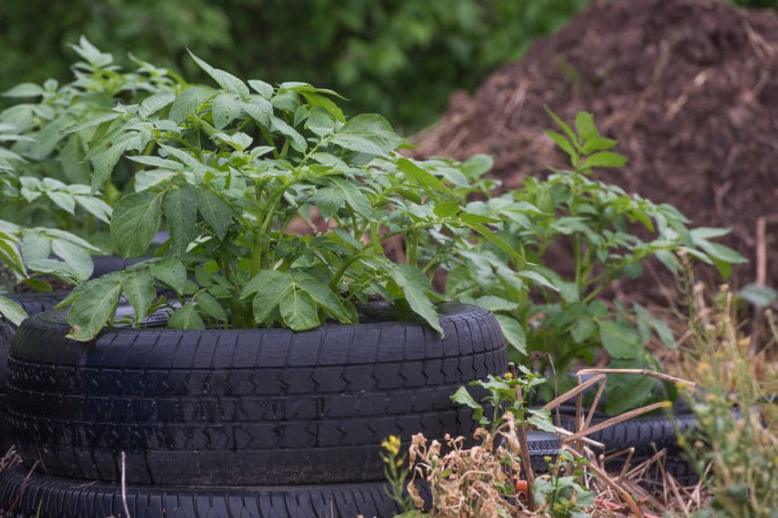 Growing Potatoes in Tires » Tips on Growing Like a Champ