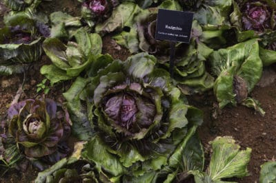 growing-radicchio