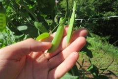 growing-snow-peas