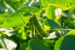 growing-soybeans