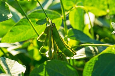 growing-soybeans