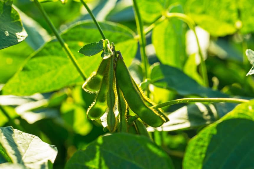 Growing Soybeans Like a Master Farmer