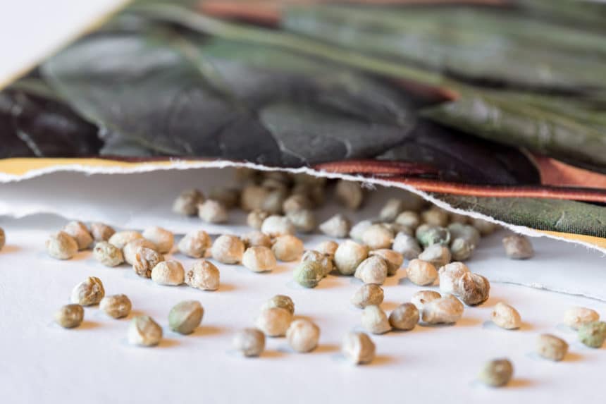 Spinach Bolting » Top Tips on Prevention